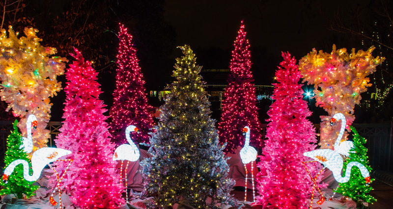 WildLights FlamingosTrees RogerBrandt-SaintLouisZoo web